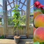 Peach 'Melred' Tree 50-60 cm C4 (Prunus persica)