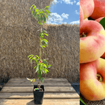 Plattfersken / Paraguayo 'Ornella' 80-100 cm (Prunus persica var. platycarpa)