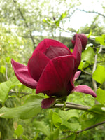 Rosenmagnolia 'Genie' i ulike størrelser 80-200 cm (Magnolia soulangeana x liliiflorax)