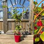 Rødt morbær 'Rød nr. 2' 50-80 cm (Morus rubra)