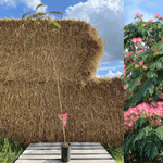 Silkesträd i olika storlekar 80-200 cm (Albizia julibrissin) i kruka, med blommor i bakgrunden.