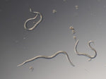 Nematoder mod haveborere