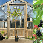 Svart Mullbärsträd i olika storlekar 60-170 cm (Morus nigra) med snygg växthus bakgrund.