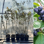 Black chokeberry 'Hugin' 60-80 cm (Aronia melanocarpa)