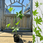 'Sweetleaf®' / Søtblad 30-50 cm (Rubus chingii var. suavissimus)