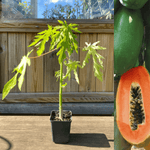 Papaya 'HOLLAND' Tre 30-50 cm (Carica papaya)