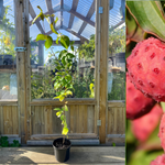 Koreansk blomsterkornel i forskellige størrelser 30-125 cm (Cornus kousa)