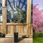 Prakttamarisk i forskellige størrelser 80-110 cm (Tamarix tetrandra)