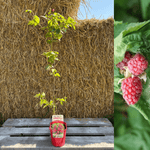 Taybär 'Buckingham Tayberry' Thornless 60-80 cm (Rubus fruticosus x ideaus)