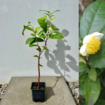 Tebuske 'Georgian Classic': Härdig sort (Camellia sinensis var. sinensis) 30-40 cm