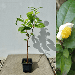 Tebuske 'Georgian Classic': Härdig sort (Camellia sinensis var. sinensis) 30-40 cm i kruka med blommor.