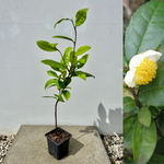 Tebuske 'Kymin': Härdig sort (Camellia sinensis var. sinensis) 30-40 cm