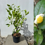 Tebuske 'Longjing 43': Härdig sort (Camellia sinensis var. sinensis) 40-50 cm