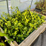 Tebusk 'Tearoma®': Hardfør variant (Camellia sinensis) 50-60 cm