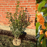 Tea olive bushes in various sizes (Osmanthus fragrans) 20-80 cm
