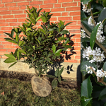 Tea-scented bush (Osmanthus yunnanensis) 60-80 cm