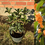 Tea olive bushes in various sizes (Osmanthus fragrans) 20-80 cm