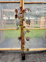 Tranebærroselle / Blodhibiskus i forskellige størrelser 60-130 cm (Hibiscus acetosella)