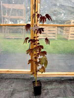 Tranebærroselle / Blodhibiskus i ulike størrelser 60-130 cm (Hibiscus acetosella)