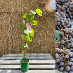 Vindruva / Amurvin: Mycket Härdig Vinranka 60-80 cm (Vitis amurensis)