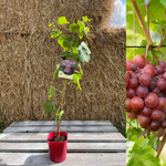 Vindruva 'Swenson Red' 60-80 cm (Vitis vinifera)