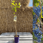 Vindruva 'Leon Millot' 60-80 cm (Vitis vinifera x riparia) i kruka med druvklasar i bakgrunden