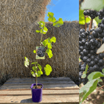 Vindruva 'Rondo' 60-80 cm (Vitis vinifera x amurensis) planta med grön lövverk i kruka och druvklasar.