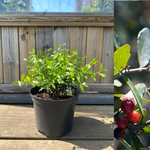 Yaupon Plant 20-40 cm (Ilex vomitoria)