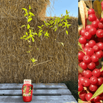 Rød Goumi / Koreansk Sølvbusk Pointilla® 'Amoroso' 80-120 cm (Elaeagnus umbellata)