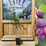 Saskatoon / Bärhäggmispel 'Martin' 50-60 cm (Amelanchier alnifolia)