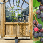 Saskatoon / Bearberry Serviceberry 'Smoky' 50-60 cm (Amelanchier alnifolia)