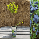 Blåbærbusk / Honningbær 'Wojtek' 40-60 cm (Lonicera caerulea var. kamtsjatika)