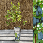 Blåbærtry / Honningbær 'Zojka' 40-60 cm (Lonicera caerulea var. kamtsjatica)
