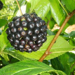 Sibirisk ginseng plante 15-20 cm (Eleutherococcus senticosus)