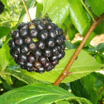 Sibirisk Ginseng Planta 15-20 cm (Eleutherococcus senticosus)