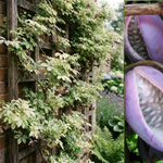 Fembladig Akebia 'Variegata' 100-120 cm (Akebia quinata)