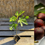 Fikon 'Little Miss Figgy' 20-30 cm (Ficus carica)