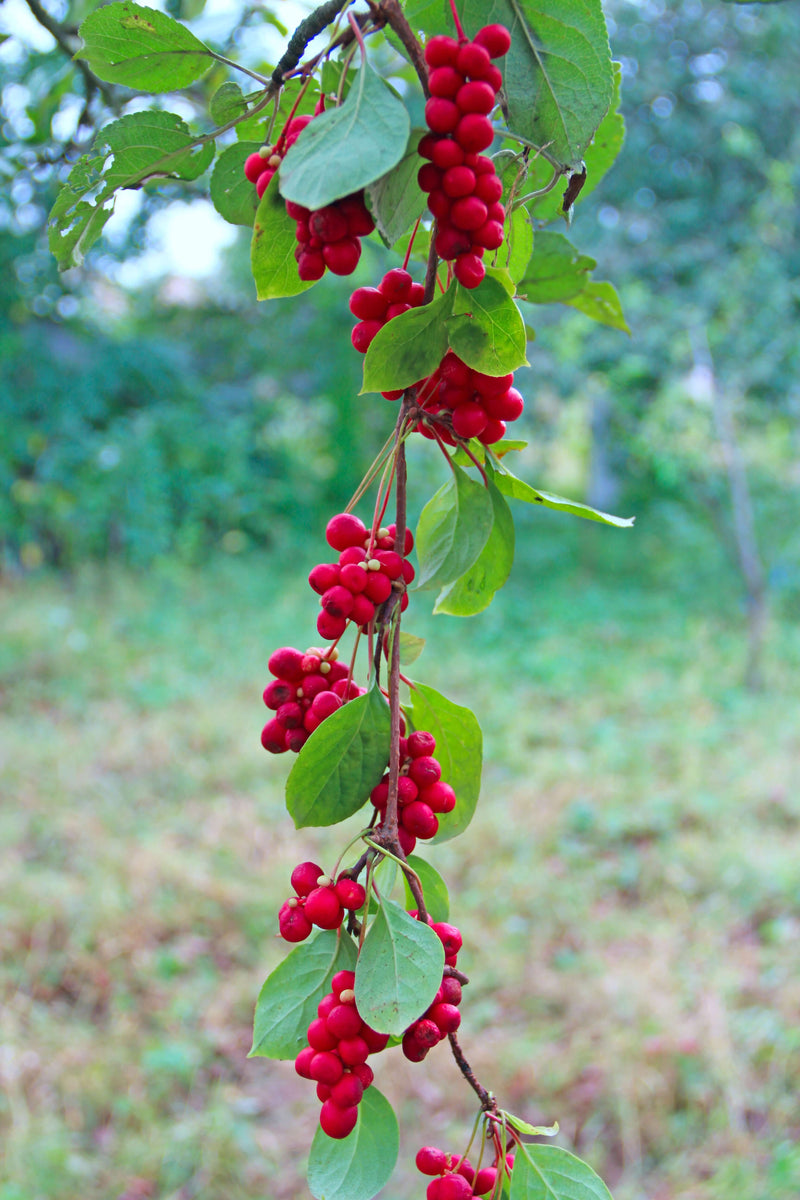 fj-rilsranka-sadova-no-1-planta-40-80-cm-schisandra-chinensis
