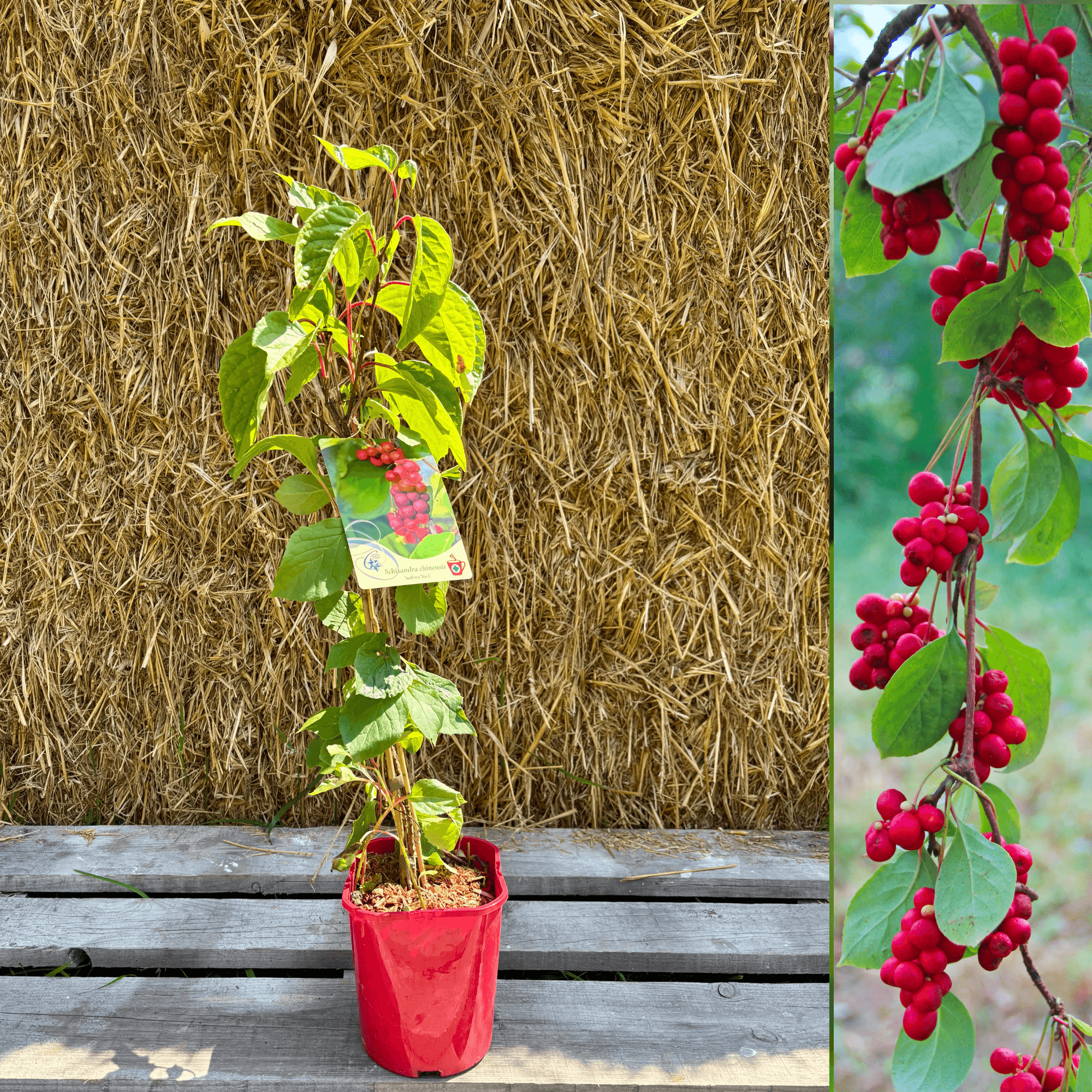 schisandra glutathione Berry Benefits, Side Effects, Dosage, and Uses Schisandra: The Five-Flavour Berry for