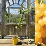 Gul Goumi / Koreansk Silverbuske 'Amber' 50-60 cm (Elaeagnus umbellata) planterad i gul kruka med bär.