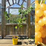 Gul Goumi / Koreansk Silverbuske 'Amber' 50-60 cm (Elaeagnus umbellata)