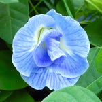Himmelsk 'Blue Sky' udstoppet blomst (Clitoria ternatea)