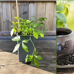 Jiaogulan-plante 20-40 cm (Gynostemma pentaphyllum)