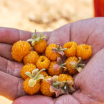 Golden Himalayan Raspberry (Rubus ellipticus)