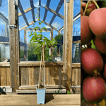 Minikiwi 'Geneva' Ekte plante 60-80 cm (Actinidia arguta)