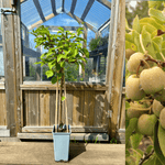 Minikiwi 'Jumbo' Honplante 60-80 cm (Actinidia arguta)