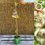 Minikiwi 'Weiki' Male plant 50-60 cm (Actinidia arguta)