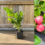 Natalplomme Plante 20-40 cm (Carissa macrocarpa)