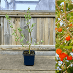 Oransje gojibær / bukkespore 'Prinsesse Tao' plante 20-40 cm (Lycium barbarum)