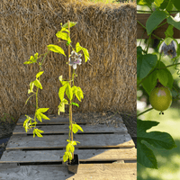 Ätbar Passionsfrukt 'Eia Popeia®': Härdig Sort 80-100 cm (Passiflora incarnata) med blomma och frukt på bild.